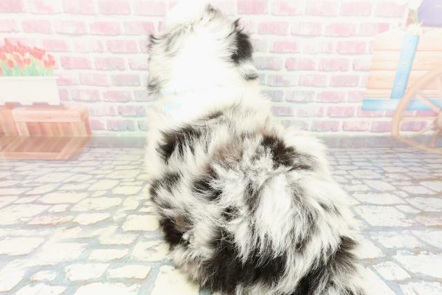 山梨県のボーダーコリー (Coo&RIKU甲府昭和通り店/2026年2月9日生まれ/男の子/ブルーマール)の子犬の4枚目の画像