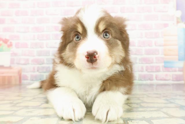 ボーダーコリー