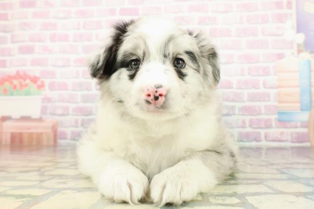 神奈川県のボーダーコリー (Coo&RIKU藤沢店/2026年2月9日生まれ/女の子/ブルーマール)の子犬