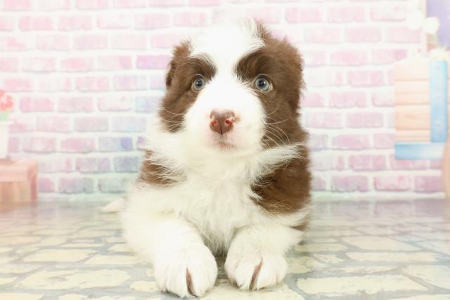 東京都のボーダーコリー (Coo&RIKU吉祥寺店/2026年2月9日生まれ/女の子/チョコレートホワイト)の子犬の1枚目の画像