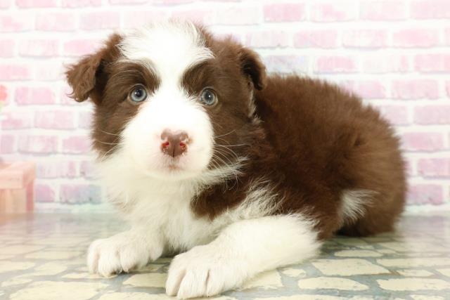 東京都のボーダーコリー (Coo&RIKU吉祥寺店/2026年2月9日生まれ/女の子/チョコレートホワイト)の子犬の2枚目の画像