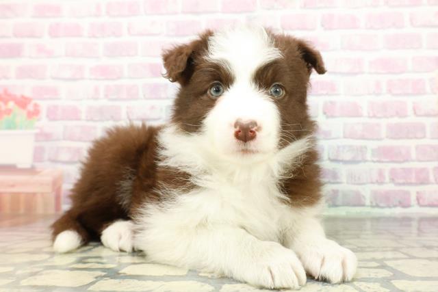 東京都のボーダーコリー (Coo&RIKU吉祥寺店/2026年2月9日生まれ/女の子/チョコレートホワイト)の子犬の3枚目の画像