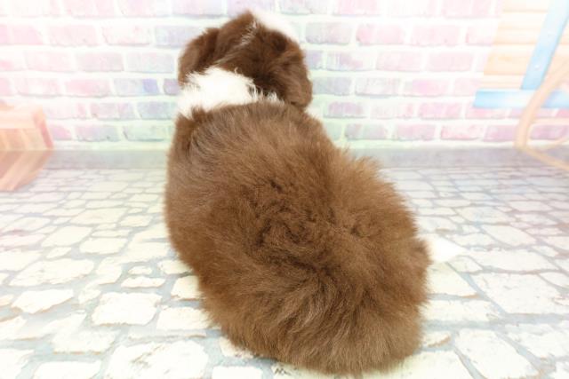 東京都のボーダーコリー (Coo&RIKU吉祥寺店/2026年2月9日生まれ/女の子/チョコレートホワイト)の子犬の4枚目の画像