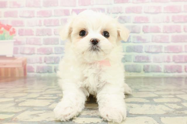 神奈川県のハーフ犬・ミックス犬 (Coo&RIKU藤沢店/2026年2月10日生まれ/女の子/クリームホワイト)の子犬