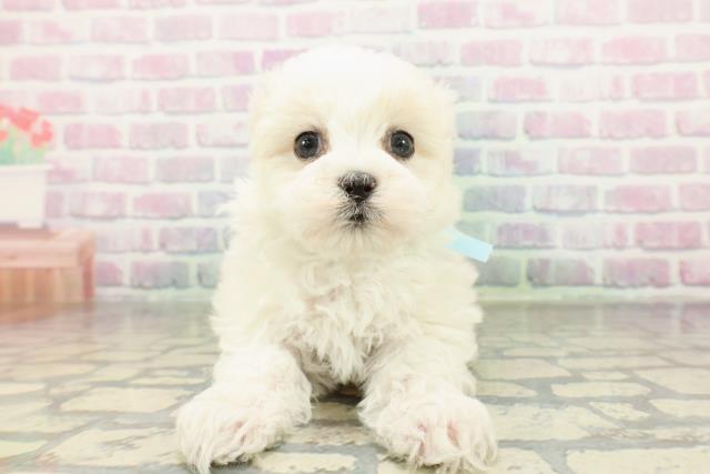 北海道のハーフ犬・ミックス犬 (Coo&RIKU帯広店/2026年2月10日生まれ/男の子/クリームホワイト)の子犬