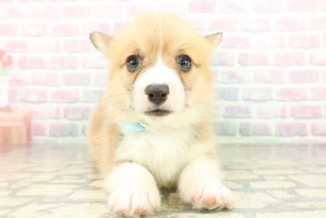 埼玉県のウェルシュコーギーペンブローク (Coo&RIKU所沢店/2026年2月10日生まれ/男の子/レッドホワイト)の子犬の1枚目の画像