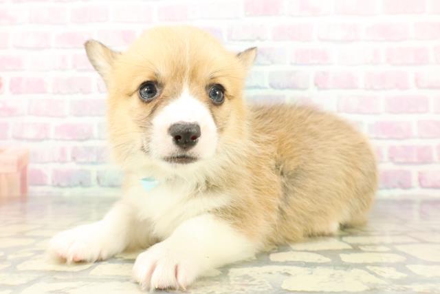 埼玉県のウェルシュコーギーペンブローク (Coo&RIKU所沢店/2026年2月10日生まれ/男の子/レッドホワイト)の子犬の2枚目の画像