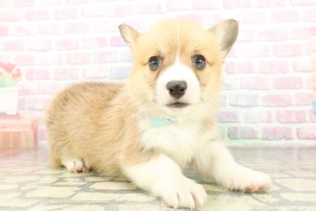 埼玉県のウェルシュコーギーペンブローク (Coo&RIKU所沢店/2026年2月10日生まれ/男の子/レッドホワイト)の子犬の3枚目の画像