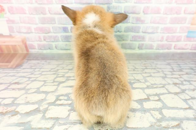 埼玉県のウェルシュコーギーペンブローク (Coo&RIKU所沢店/2026年2月10日生まれ/男の子/レッドホワイト)の子犬の4枚目の画像