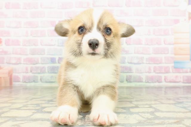 福島県のウェルシュコーギーペンブローク (Coo&RIKUいわき店/2026年2月10日生まれ/男の子/レッドホワイト)の子犬の1枚目の画像