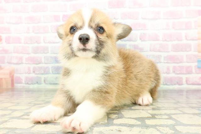 福島県のウェルシュコーギーペンブローク (Coo&RIKUいわき店/2026年2月10日生まれ/男の子/レッドホワイト)の子犬の2枚目の画像