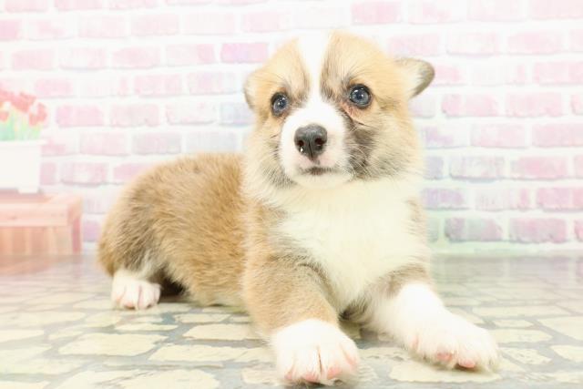 福島県のウェルシュコーギーペンブローク (Coo&RIKUいわき店/2026年2月10日生まれ/男の子/レッドホワイト)の子犬の3枚目の画像