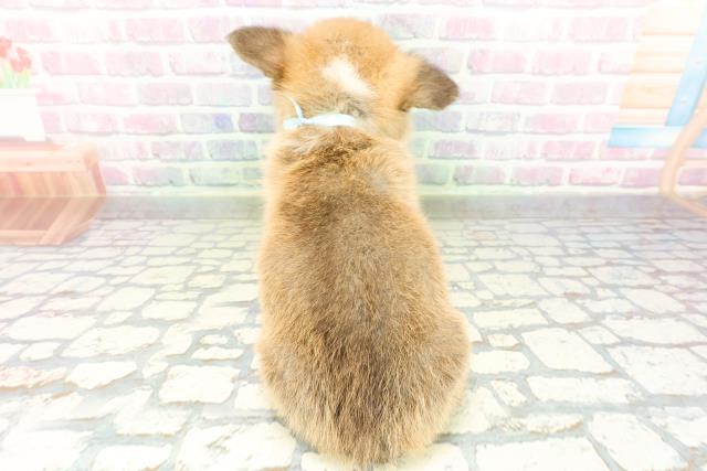 福島県のウェルシュコーギーペンブローク (Coo&RIKUいわき店/2026年2月10日生まれ/男の子/レッドホワイト)の子犬の4枚目の画像