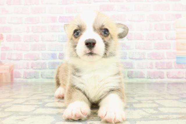 山梨県のウェルシュコーギーペンブローク (Coo&RIKU甲府昭和通り店/2026年2月10日生まれ/男の子/レッドホワイト)の子犬の1枚目の画像