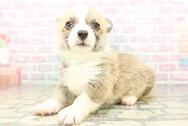 山梨県のウェルシュコーギーペンブローク (Coo&RIKU甲府昭和通り店/2026年2月10日生まれ/男の子/レッドホワイト)の子犬の2枚目の画像