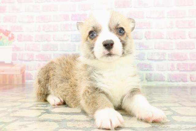 山梨県のウェルシュコーギーペンブローク (Coo&RIKU甲府昭和通り店/2026年2月10日生まれ/男の子/レッドホワイト)の子犬の3枚目の画像