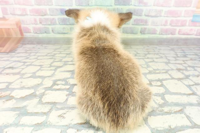 山梨県のウェルシュコーギーペンブローク (Coo&RIKU甲府昭和通り店/2026年2月10日生まれ/男の子/レッドホワイト)の子犬の4枚目の画像