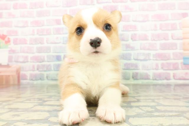 ウェルシュ・コーギー・ペンブローク