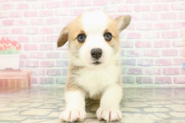 東京都のウェルシュコーギーペンブローク (Coo&RIKU東久留米店/2026年2月10日生まれ/女の子/レッドホワイト)の子犬の1枚目の画像