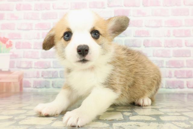 東京都のウェルシュコーギーペンブローク (Coo&RIKU東久留米店/2026年2月10日生まれ/女の子/レッドホワイト)の子犬の2枚目の画像