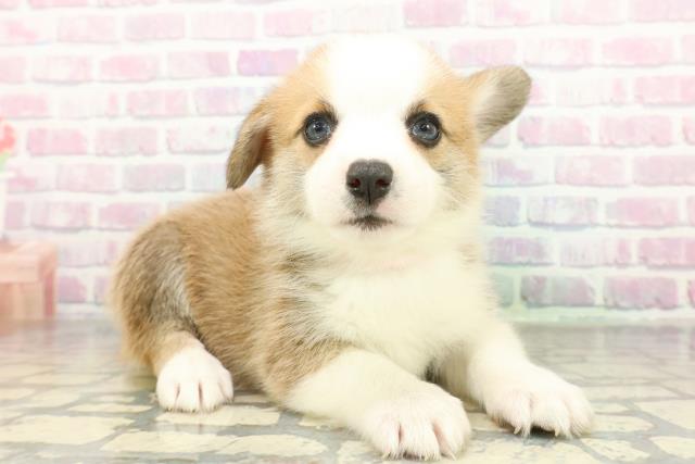 東京都のウェルシュコーギーペンブローク (Coo&RIKU東久留米店/2026年2月10日生まれ/女の子/レッドホワイト)の子犬の3枚目の画像