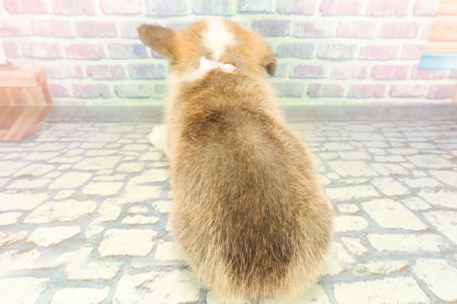 東京都のウェルシュコーギーペンブローク (Coo&RIKU東久留米店/2026年2月10日生まれ/女の子/レッドホワイト)の子犬の4枚目の画像