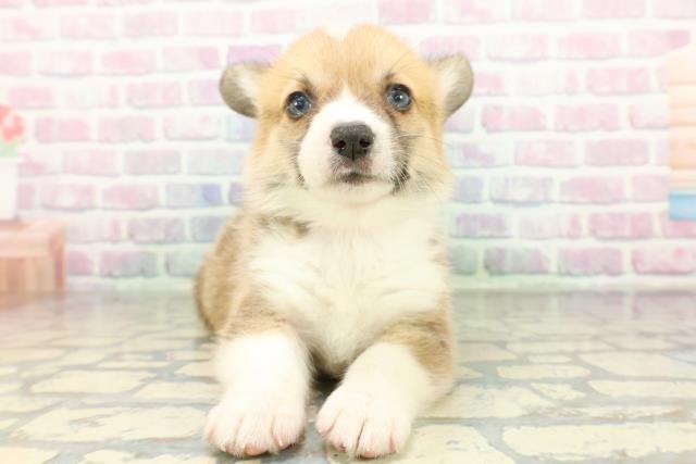 ウェルシュ・コーギー・ペンブローク