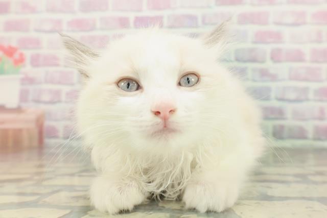 神奈川県のラグドール (Coo&RIKU藤沢店/2026年2月4日生まれ/女の子/ブルーポイントバイカラー)の子猫の1枚目の画像