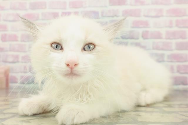 神奈川県のラグドール (Coo&RIKU藤沢店/2026年2月4日生まれ/女の子/ブルーポイントバイカラー)の子猫の2枚目の画像
