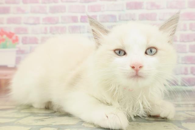 神奈川県のラグドール (Coo&RIKU藤沢店/2026年2月4日生まれ/女の子/ブルーポイントバイカラー)の子猫の3枚目の画像