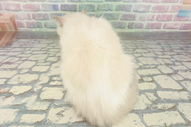 神奈川県のラグドール (Coo&RIKU藤沢店/2026年2月4日生まれ/女の子/ブルーポイントバイカラー)の子猫の4枚目の画像