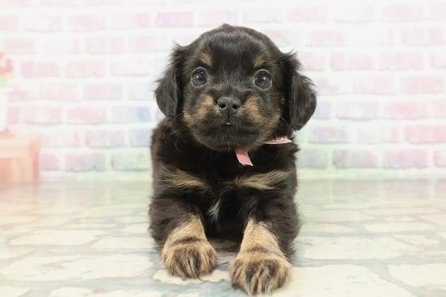 埼玉県のチワックス(チワワ×ダックス) (Coo&RIKU川越店/2026年2月7日生まれ/女の子/ブラックタン)の子犬の1枚目の画像