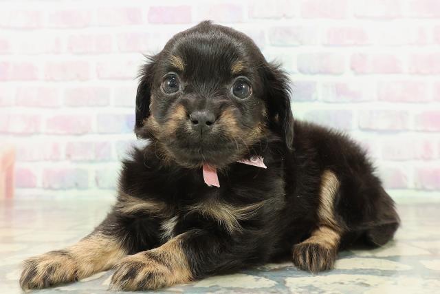 埼玉県のチワックス(チワワ×ダックス) (Coo&RIKU川越店/2026年2月7日生まれ/女の子/ブラックタン)の子犬の2枚目の画像