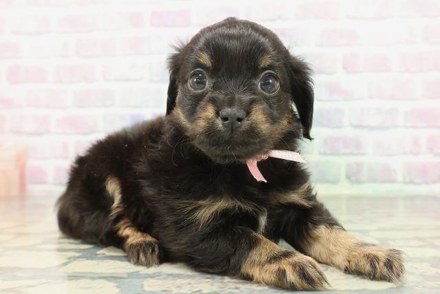 埼玉県のチワックス(チワワ×ダックス) (Coo&RIKU川越店/2026年2月7日生まれ/女の子/ブラックタン)の子犬の3枚目の画像