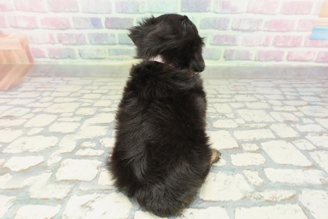 埼玉県のチワックス(チワワ×ダックス) (Coo&RIKU川越店/2026年2月7日生まれ/女の子/ブラックタン)の子犬の4枚目の画像