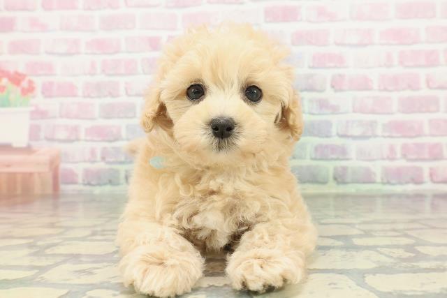 東京都のマルプー(マルチーズ×プードル) (Coo&RIKU福生店/2026年2月8日生まれ/男の子/アプリコット)の子犬の1枚目の画像