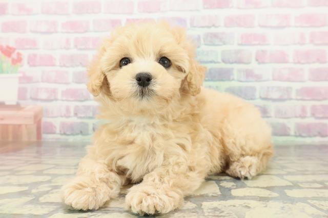 東京都のマルプー(マルチーズ×プードル) (Coo&RIKU福生店/2026年2月8日生まれ/男の子/アプリコット)の子犬の2枚目の画像