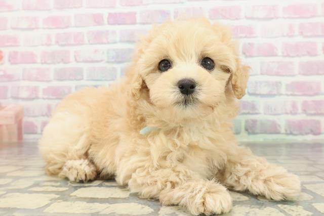 東京都のマルプー(マルチーズ×プードル) (Coo&RIKU福生店/2026年2月8日生まれ/男の子/アプリコット)の子犬の3枚目の画像