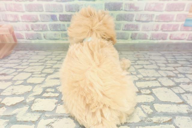 東京都のマルプー(マルチーズ×プードル) (Coo&RIKU福生店/2026年2月8日生まれ/男の子/アプリコット)の子犬の4枚目の画像