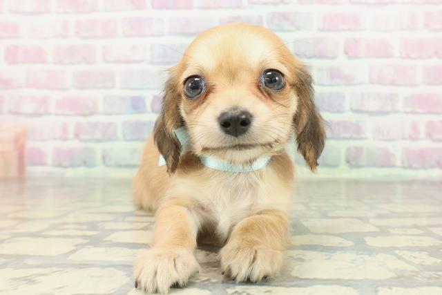 山梨県のチワックス(チワワ×ダックス) (Coo&RIKU甲府昭和通り店/2026年2月7日生まれ/男の子/シェーデットイエロー)の子犬の1枚目の画像