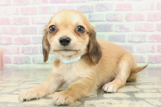 山梨県のチワックス(チワワ×ダックス) (Coo&RIKU甲府昭和通り店/2026年2月7日生まれ/男の子/シェーデットイエロー)の子犬の2枚目の画像