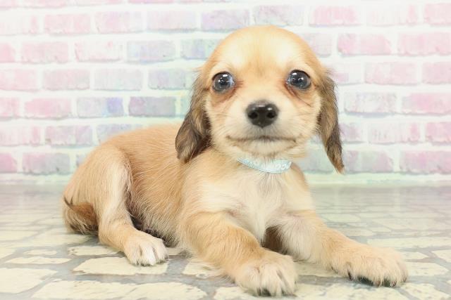 山梨県のチワックス(チワワ×ダックス) (Coo&RIKU甲府昭和通り店/2026年2月7日生まれ/男の子/シェーデットイエロー)の子犬の3枚目の画像