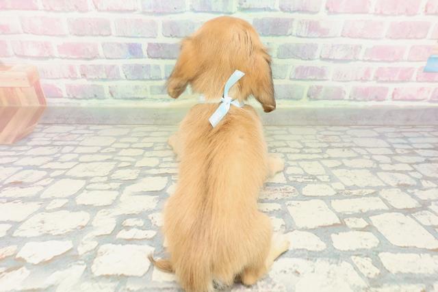 山梨県のチワックス(チワワ×ダックス) (Coo&RIKU甲府昭和通り店/2026年2月7日生まれ/男の子/シェーデットイエロー)の子犬の4枚目の画像