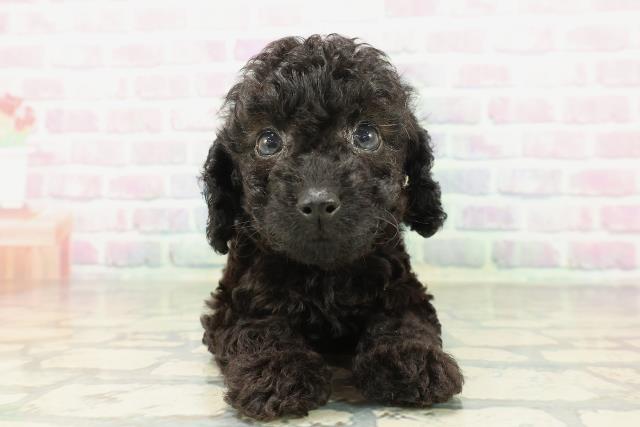 山梨県のダップー(ダックス×プードル) (Coo&RIKU甲府昭和通り店/2026年2月10日生まれ/女の子/ブラック)の子犬の1枚目の画像