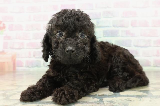 山梨県のダップー(ダックス×プードル) (Coo&RIKU甲府昭和通り店/2026年2月10日生まれ/女の子/ブラック)の子犬の2枚目の画像