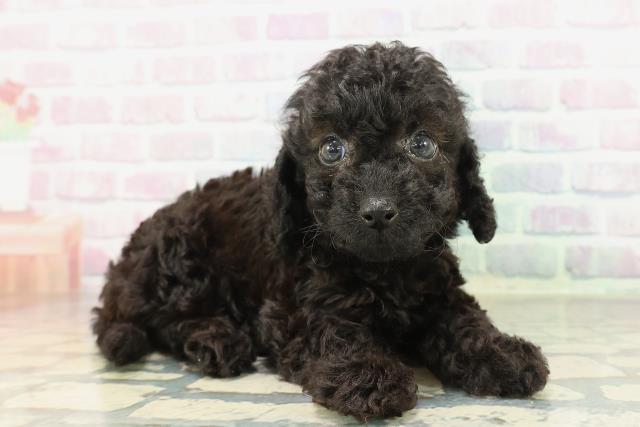 山梨県のダップー(ダックス×プードル) (Coo&RIKU甲府昭和通り店/2026年2月10日生まれ/女の子/ブラック)の子犬の3枚目の画像