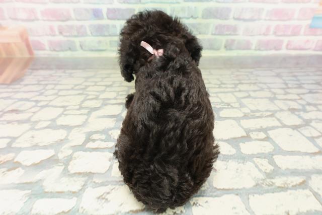 山梨県のダップー(ダックス×プードル) (Coo&RIKU甲府昭和通り店/2026年2月10日生まれ/女の子/ブラック)の子犬の4枚目の画像