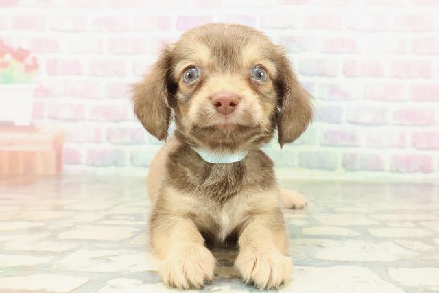 埼玉県のチワックス(チワワ×ダックス) (Coo&RIKU大宮店/2026年2月7日生まれ/男の子/フォーン)の子犬の1枚目の画像