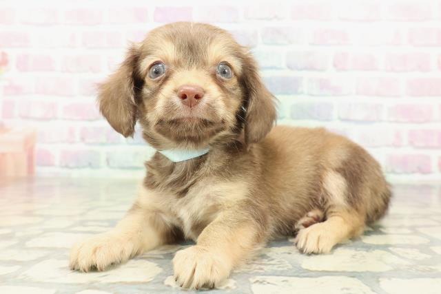 埼玉県のチワックス(チワワ×ダックス) (Coo&RIKU大宮店/2026年2月7日生まれ/男の子/フォーン)の子犬の2枚目の画像