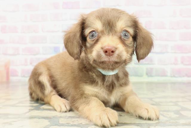 埼玉県のチワックス(チワワ×ダックス) (Coo&RIKU大宮店/2026年2月7日生まれ/男の子/フォーン)の子犬の3枚目の画像